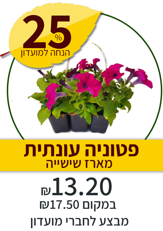 פטוניה עונתית